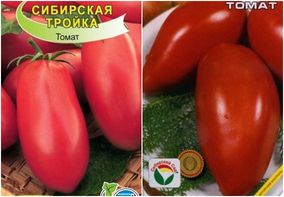 graines de tomates troïka sibérienne