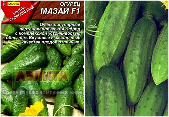 cucumber mazay F1