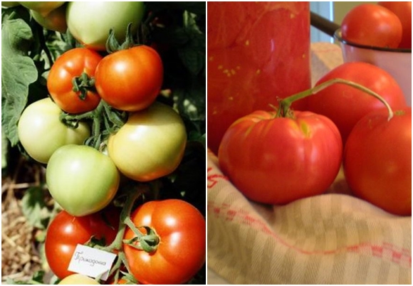 tomate prima donna en el jardín