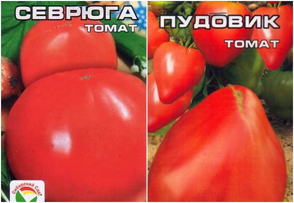 graines de tomates sevruga ou pudovik