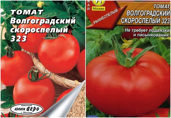 Graines de tomates Volgograd à maturation précoce