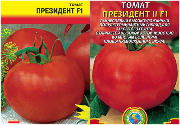 président des semences de tomates