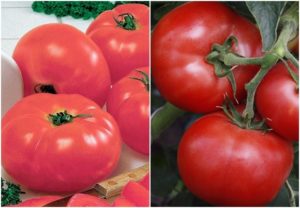 Caractéristiques et description de la variété de tomate Kukla f1, son rendement