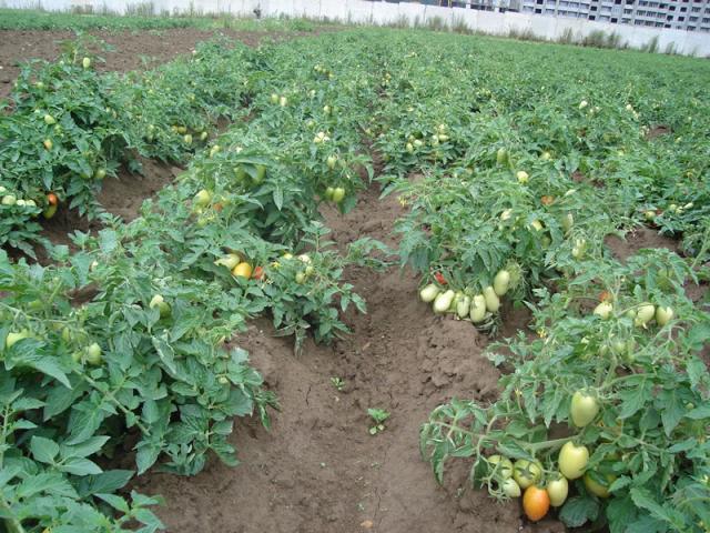 colocación de tomates