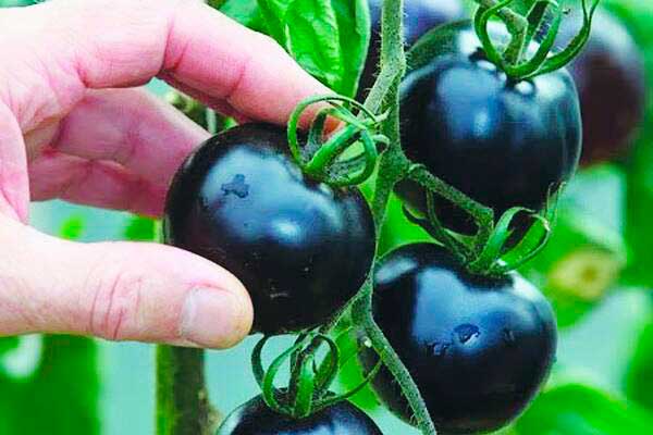 tomates negros en campo abierto