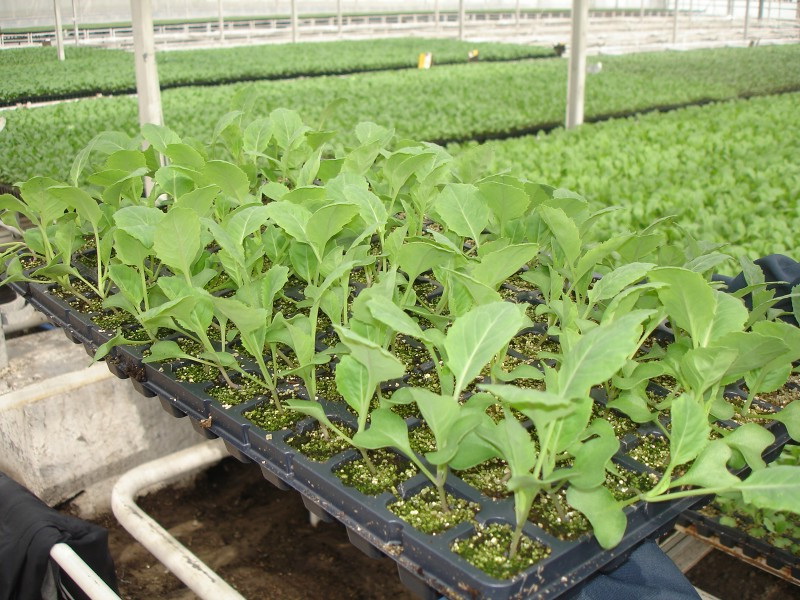 growing cabbage