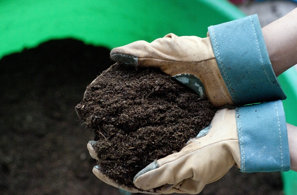 seedling compost