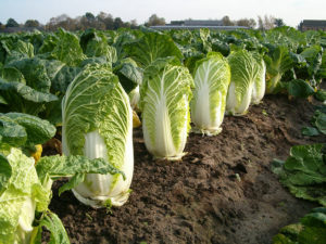 Cultivo y cuidado de la col china en campo abierto en el jardín.