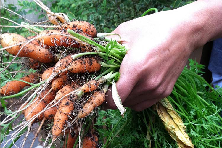 récolte de carottes