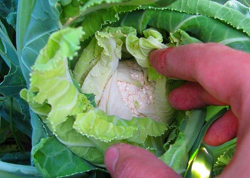 humidité sur le chou