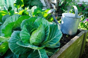 Cómo cultivar y cuidar adecuadamente el repollo blanco al aire libre