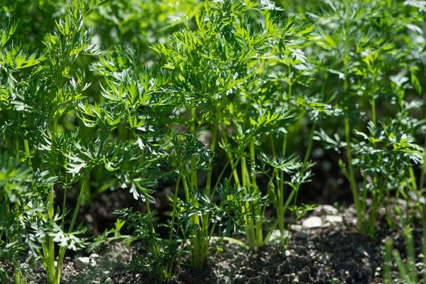 carrot tops