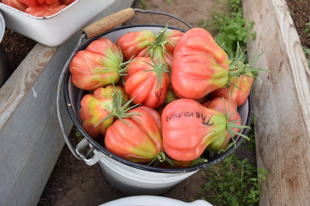 penuaian tomato Tlacolula de Matamoros