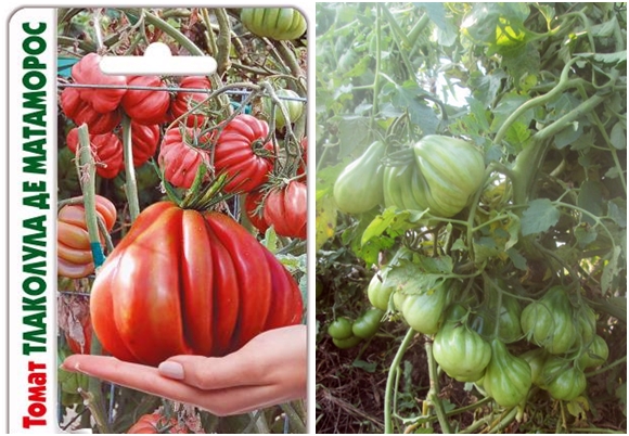 biji tomato Tlacolula de Matamoros