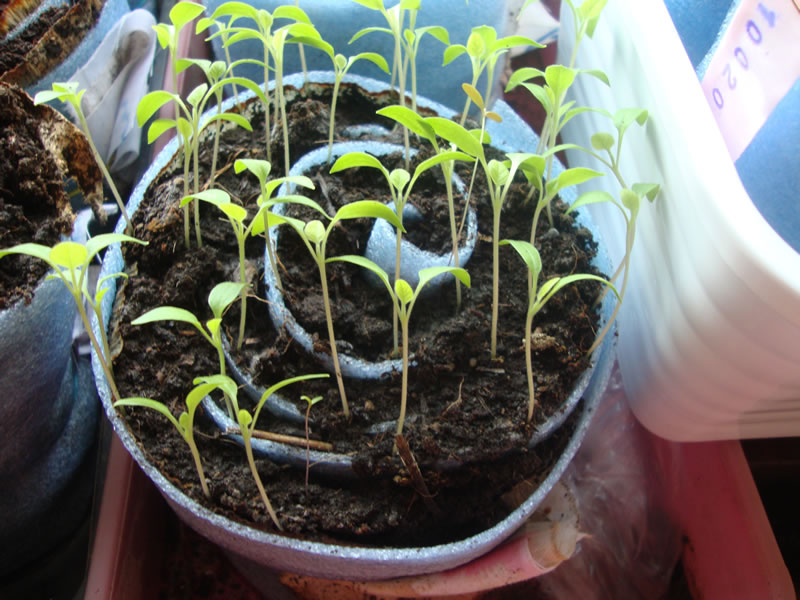 apariencia de caracol para tomate