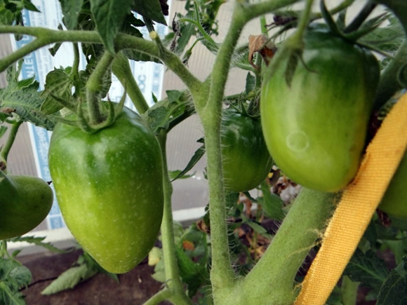 arbustos de tomate troika siberiana