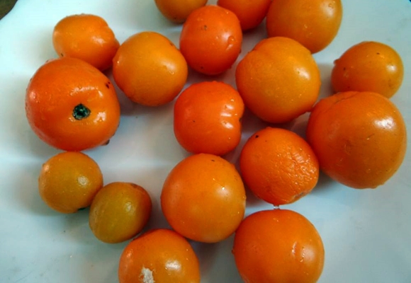 aspect de la tomate mandarine