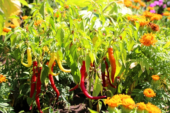 bitter pepper in the open field