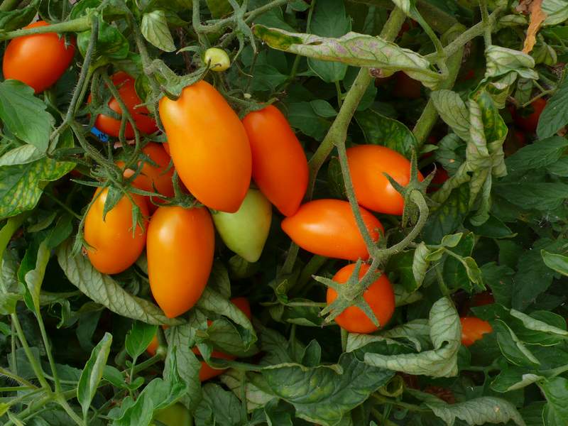 rebozuelos de tomate