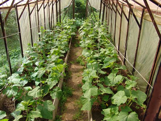 pepino de invernadero