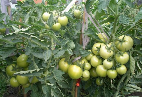 Tomate andromède en plein champ