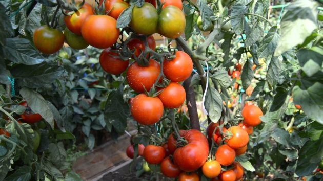 variedad de características