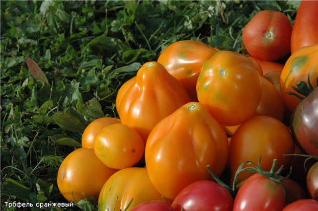 truffe orange dans le jardin