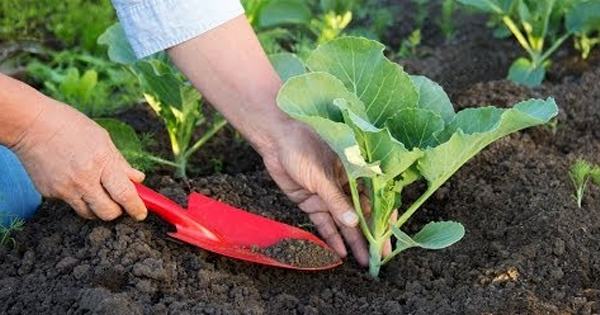 cabbage care