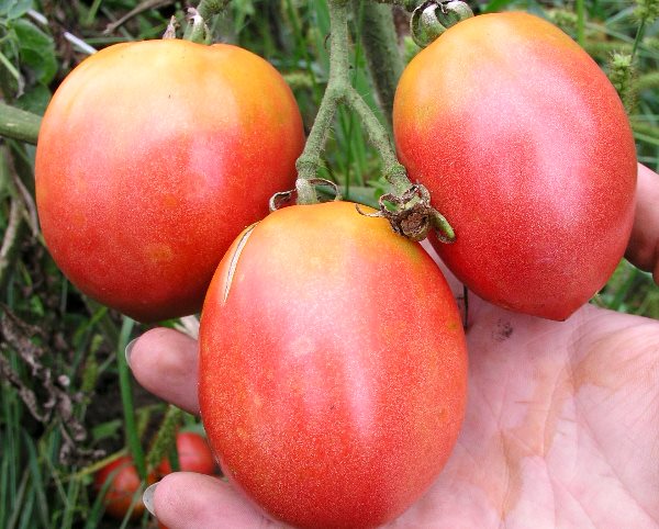 tomatoes on a branch