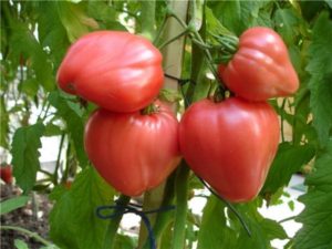 Caractéristiques et description de la variété de tomate Tolstushka, son rendement