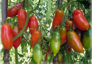 Descripción y características de la variedad de tomate de racimo francés, su rendimiento.