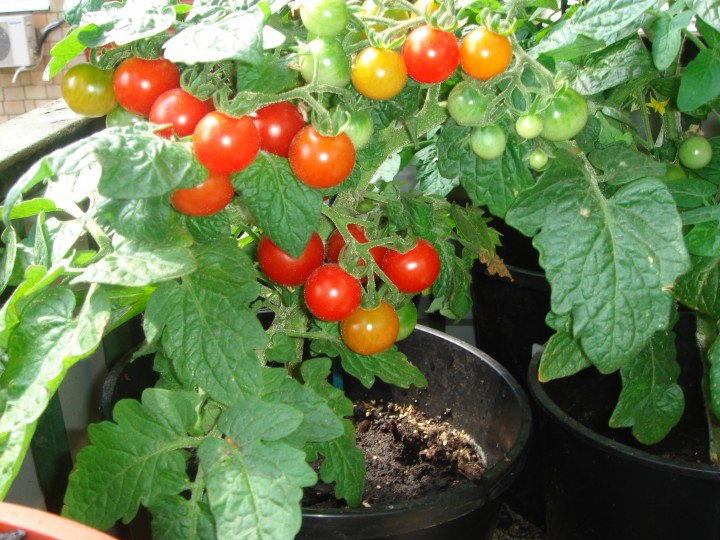 Tomate Pinocchio poussant sur le balcon