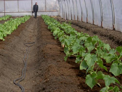 cucumbers grow in a greenhouse