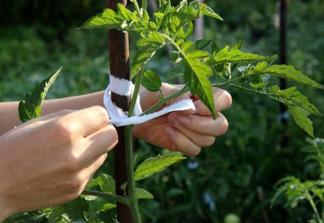 tomate jarretière en plein champ