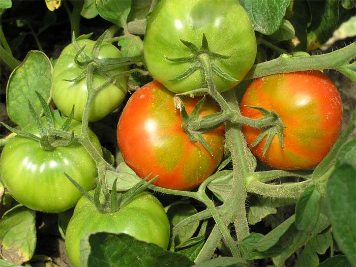 pondok kaya semak tomato