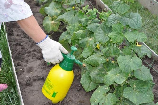 spraying cucumbers