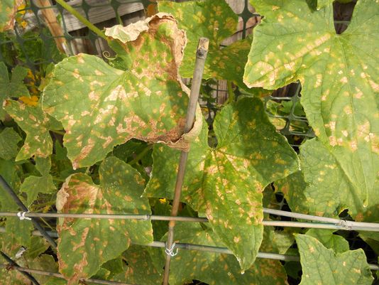 aging cucumbers