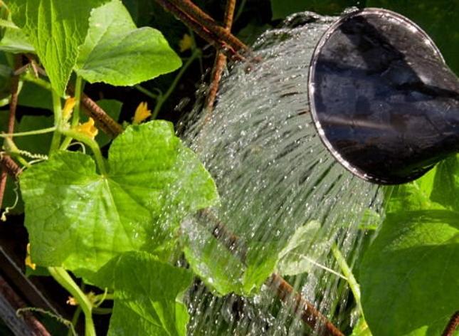 watering cucumbers