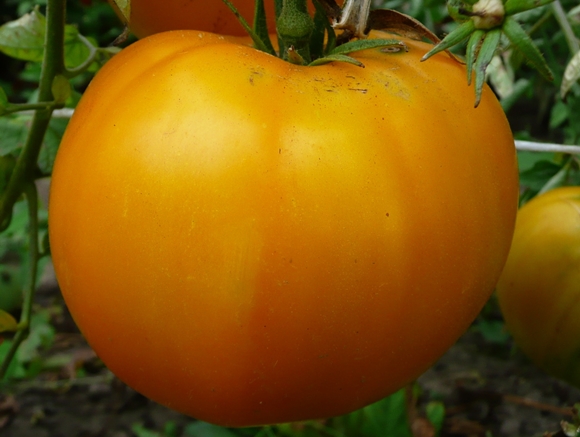 raksasa oren tomato