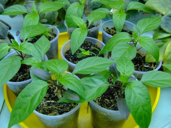 pepper seedlings