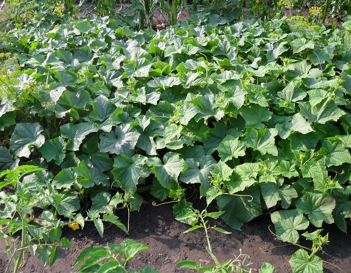 potager de concombres