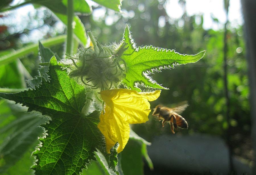 abeja y pepino