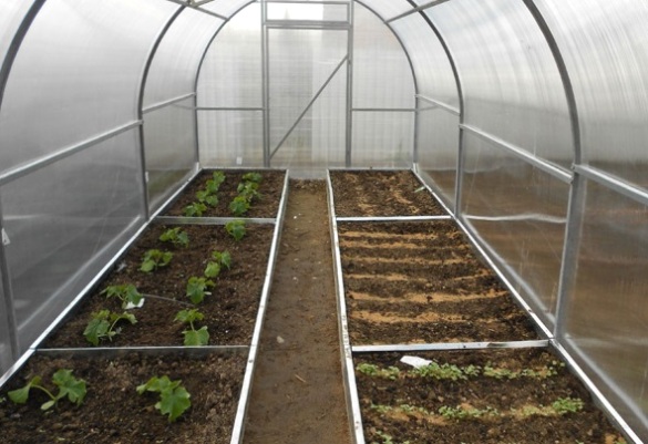 cucumber beds in the greenhouse