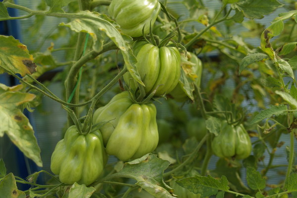 les buissons de tomates Tlacolula de Matamoros