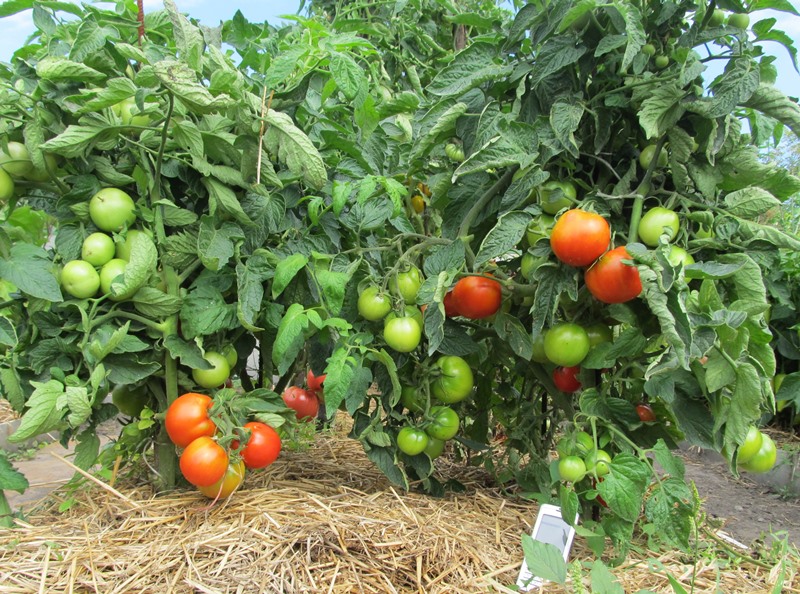 récolte de tomates