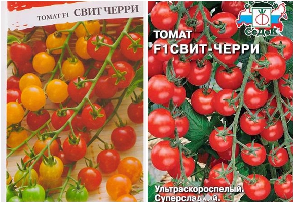 biji tomato ceri manis