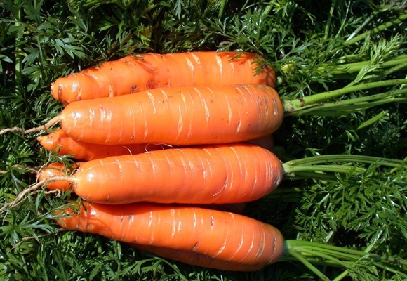 Nantes carrots in the garden