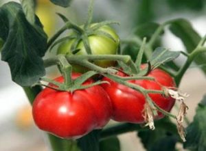 Ciri-ciri dan keterangan pelbagai jenis tomato Keajaiban pasar, hasilnya