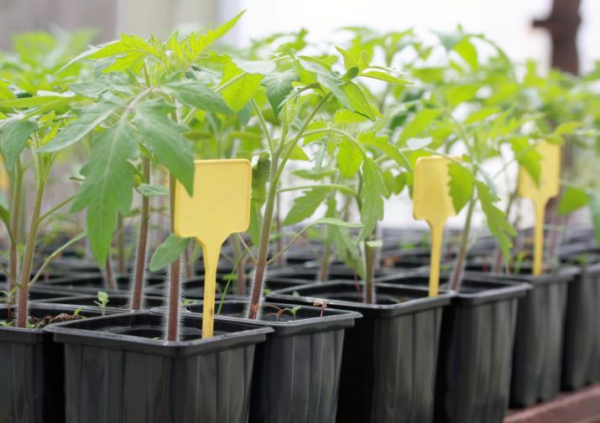 plants de tomates en pots