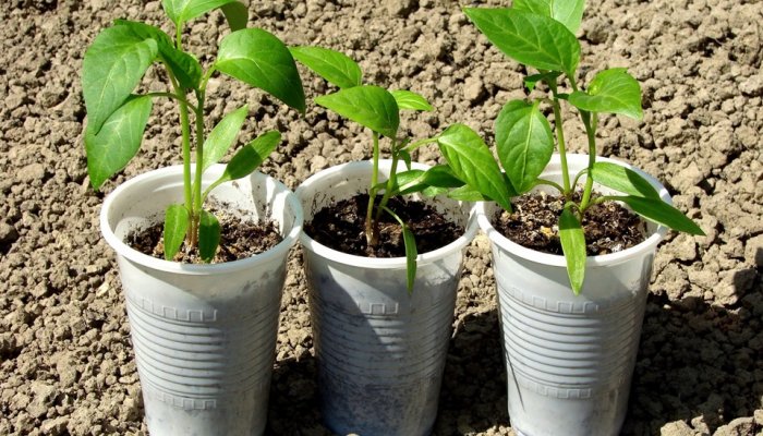 pepper cultivation